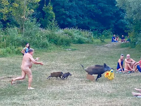 Hombre persigue desnudo a un jabalí que le "robó" el notebook