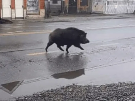 Jabalí se pasea por las calles de Coñaripe
