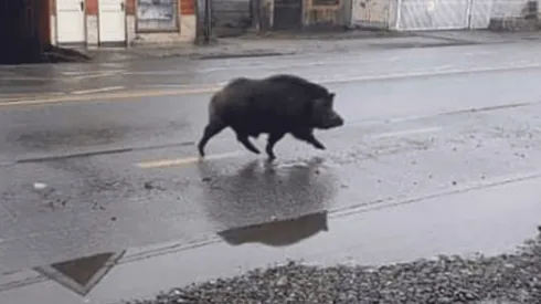 Jabalí se pasea por las calles de Coñaripe