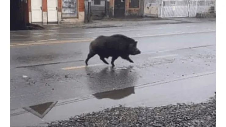 Jabalí se pasea por las calles de Coñaripe