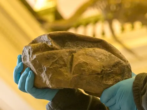 Científicos chilenos encuentran huevo de dinosaurio de la Era Mesozoica en la Antártica