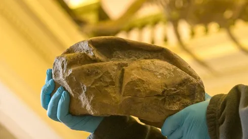 Este huevo durante años se llamó "la cosa de la Antártida".