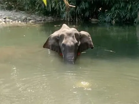 Una elefanta embarazada muere por comerse una piña rellena con explosivos