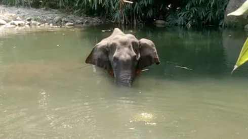 Así fue encontrada muerta la pobre elefanta.