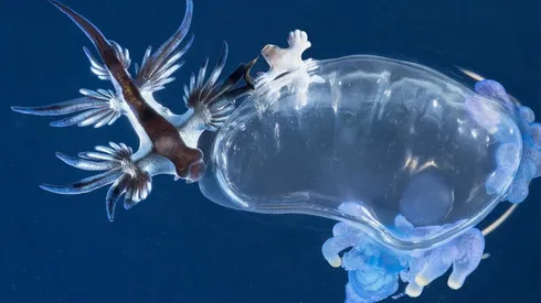 El dragón azul se alimenta de medusas.