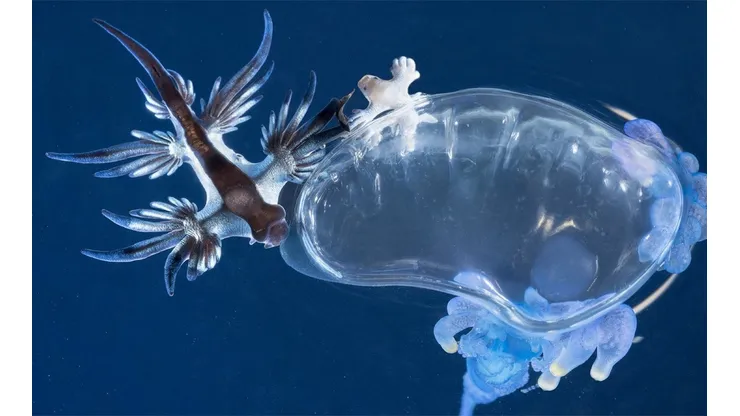 El dragón azul se alimenta de medusas.
