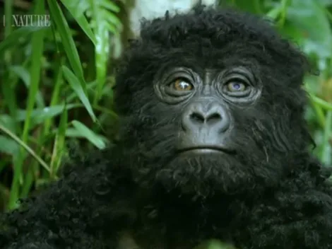 Video viral: Graban a gorilas cantando mientras comen
