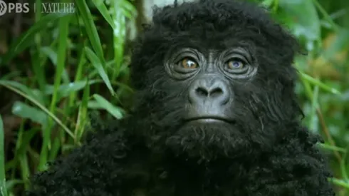 Las simpáticas imágenes fueron grabadas con una camara espía.