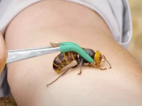 Murder Hornets, la avispa asesina que invade a Estados Unidos