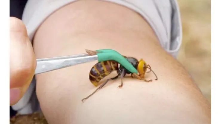 La avispa vespa mandarinia japonica ha sido vista en varias ciudades de Estados Unidos.
