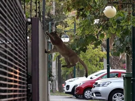 Capturan a un puma que circuló por Santiago