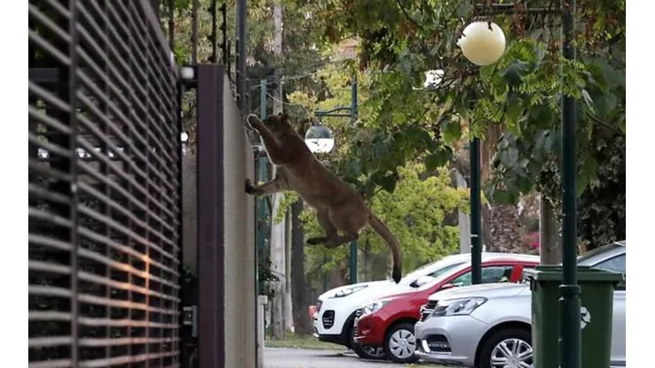 Me pareció ver a un lindo gatito... Si, es un puma, y anduvo suelto en Santiago.