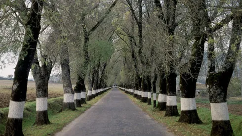Conoce los motivos tras esta práctica de pintar de blanco los árboles.