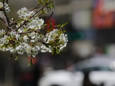 ¿Cuándo empieza la primavera en Chile?