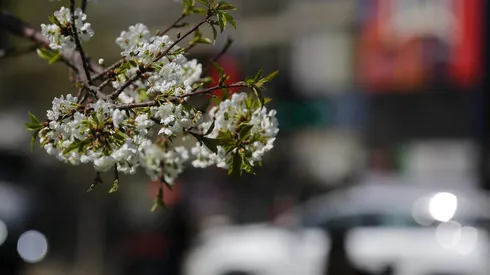 Brotes de primavera en la RM