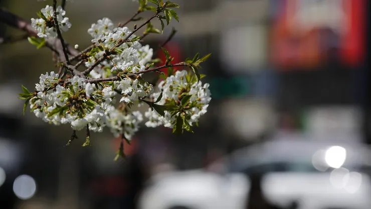 Brotes de primavera en la RM