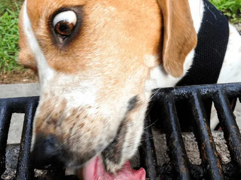 Cómo proteger a tus mascotas en Fiestas Patrias: Consejos esenciales de un veterinario