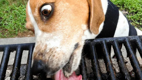 Un perro lamiendo una parrilla