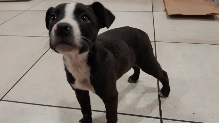 Perrito perdido en estación de Metro Vivaceta.