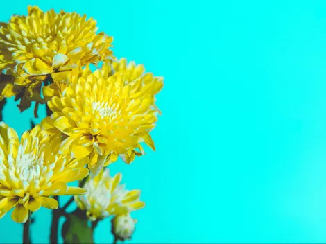 ¿Por qué se regalan flores amarillas en septiembre?