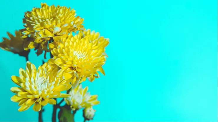 Flores amarillas.