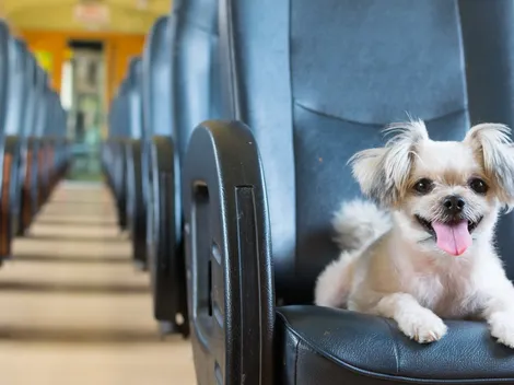 ¿Se puede viajar con mascotas en buses? Precauciones a considerar