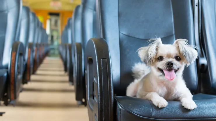 Mascotas en buses.