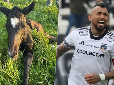 ¿Provoca a la U? Vidal bautiza a caballo con soñado título albo