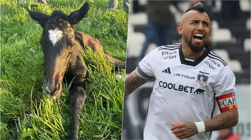 Arturo Vidal sorprendió con el nombre con el que bautizó a su nuevo caballo en plena lucha entre Colo Colo y la U.
