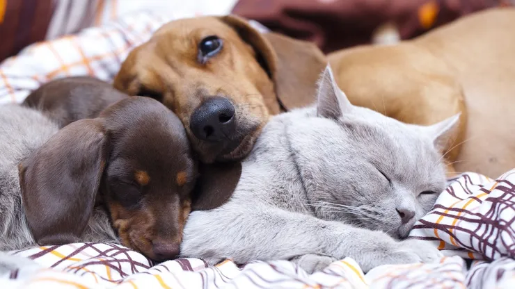 Perros