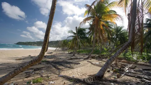Palmeras en el suelo tras el paso de un huracán