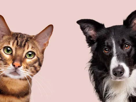 ¿Gatos o Perros? Conoce cuál es la mejor mascota según la IA