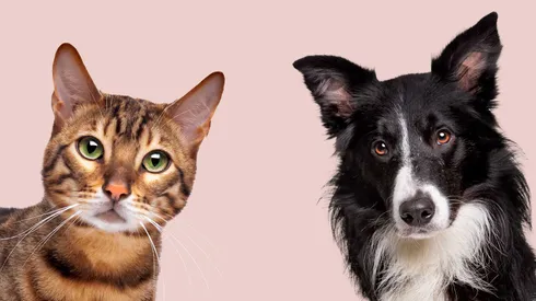 Conoce qué mascota es mejor, según la IA.