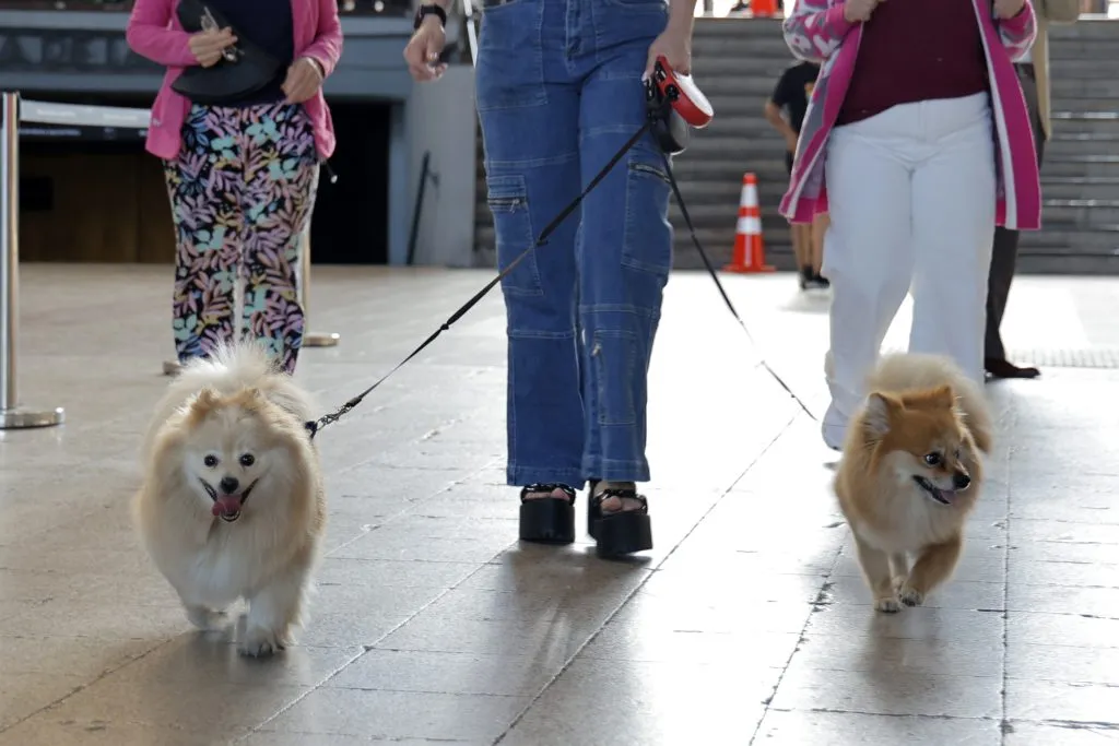 Mascotas en las elecciones | Foto: Aton Chile