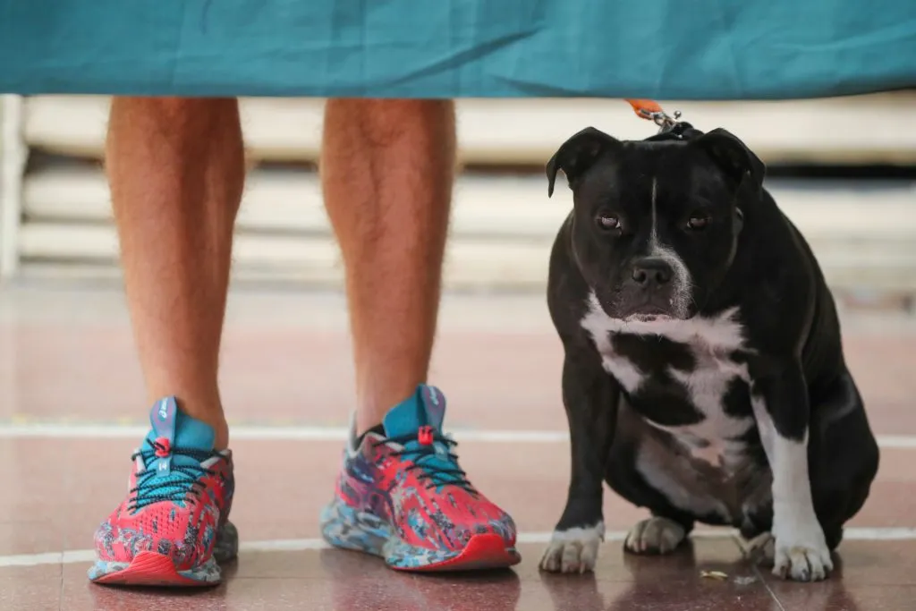 Mascotas en las elecciones | Foto: Aton Chile