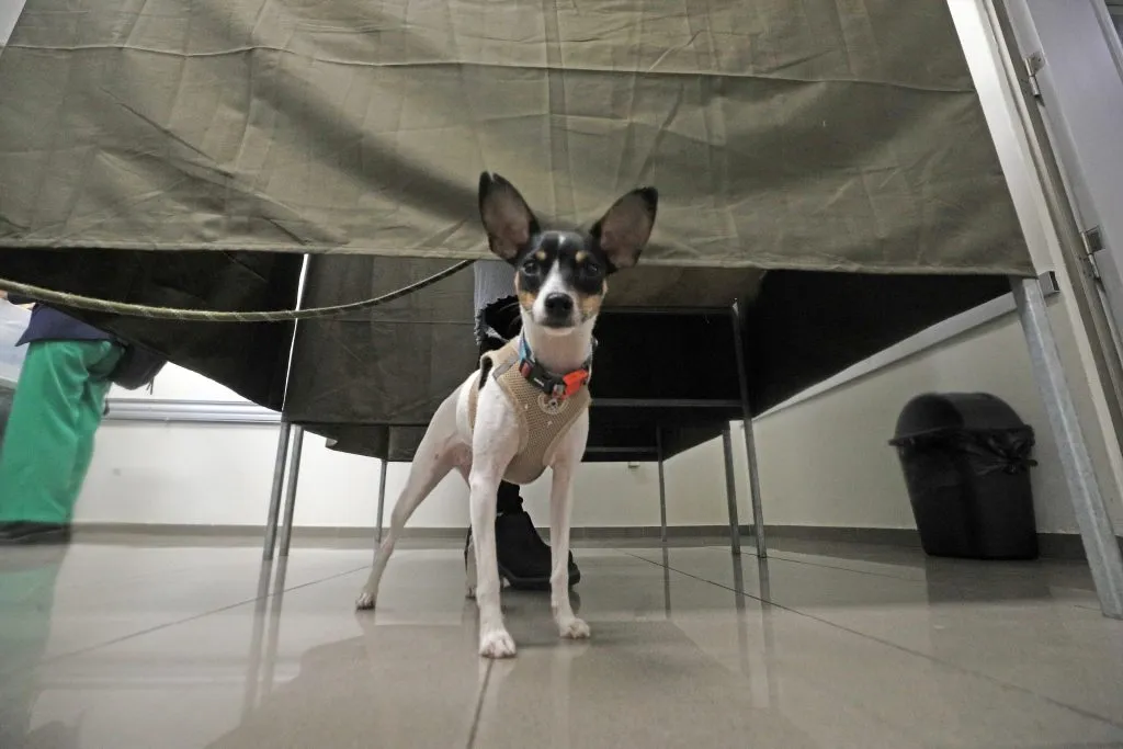 Mascotas en las elecciones | Foto: Aton Chile