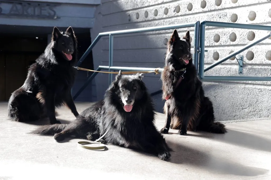 Mascotas en las elecciones | Foto: Aton Chile