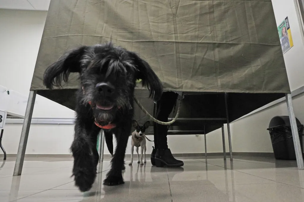 Mascotas en las elecciones | Foto: Aton Chile