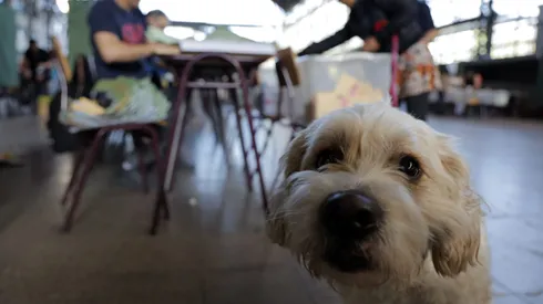 Perrito en las elecciones de octubre de 2024.