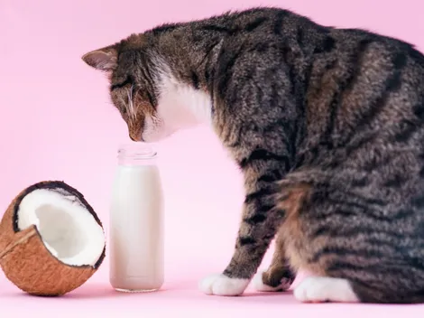 Conoce los beneficios del aceite de coco en las mascotas