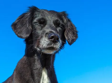 Veterinario explica cómo cuidar a las mascotas de los golpes de calor