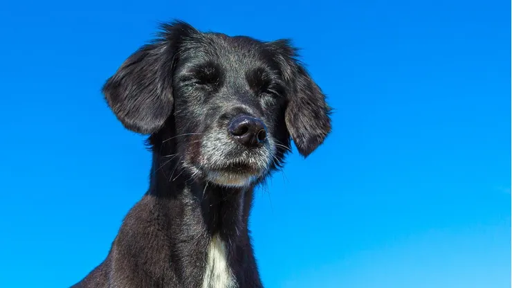 Perrito bajo el sol
