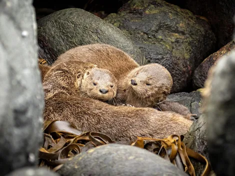El chungungo fue elegido como el embajador del Día de la Fauna Chilena