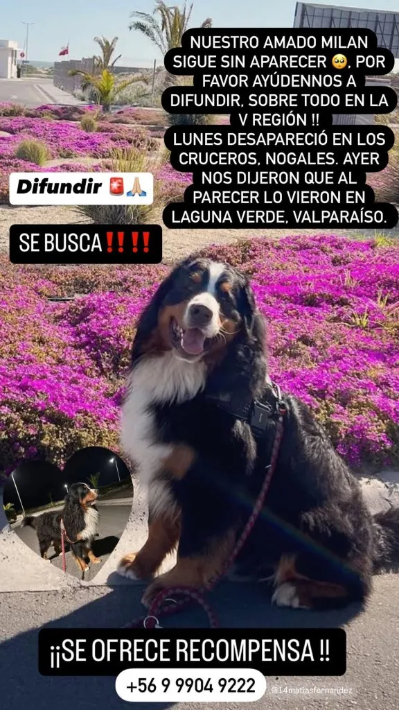 El mensaje de Matías Fernández para encontrar a su perro Milan