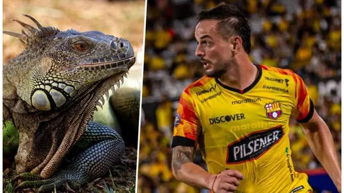 En Ecuador ha sido un festín el tema de que a Rivero no le gustan las iguanas.
