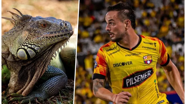 En Ecuador ha sido un festín el tema de que a Rivero no le gustan las iguanas.