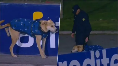 Perrito detenido en partido del fútbol uruguayo...