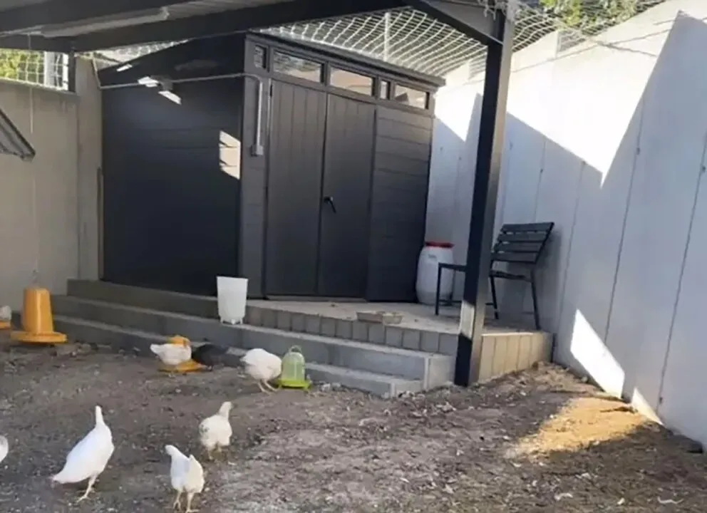 Hamsik ha mostrado en redes el gallinero que tiene en su casa