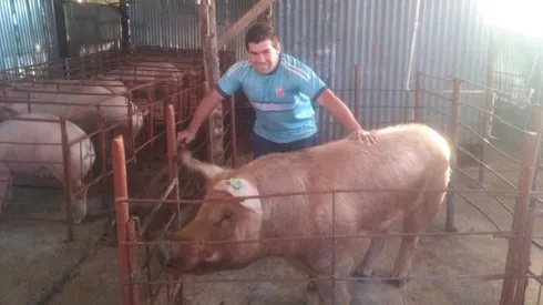 Daniel Varela se dedica a criar chanchos en Costa Rica