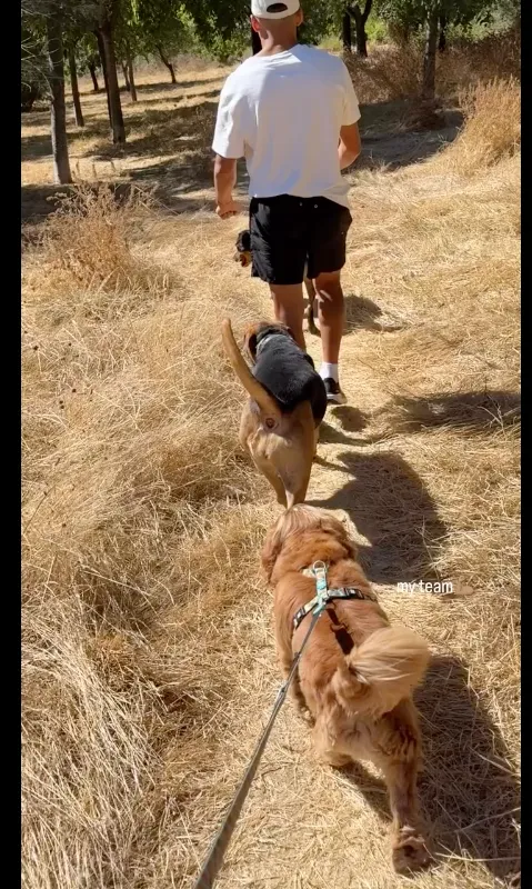 La postal de Alexandra junto a Alexis y los canes que los acompañan en Sevilla.